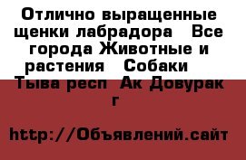Отлично выращенные щенки лабрадора - Все города Животные и растения » Собаки   . Тыва респ.,Ак-Довурак г.